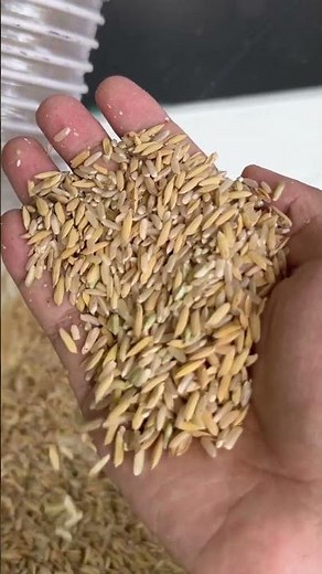 The whole process of the rice husking and grinding machine, from paddy rice to polished rice