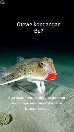 Red-lipped batfish