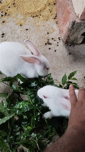 my cute rabbit #shorts #viral #pets #bunny