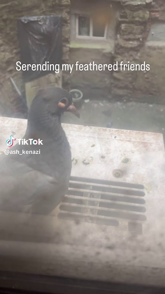 Doing My Best: A Tribute to Caroline Polachek