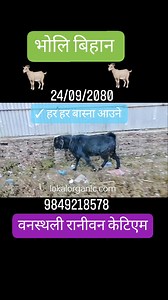 36K views · 469 reactions | Local goat from Gorkha नामजुङ | Lokal Organic | Facebook