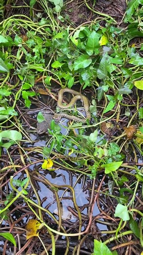 The snake bit the frog #National Institute of Biological Resources #animals #chickenrunning #bird...