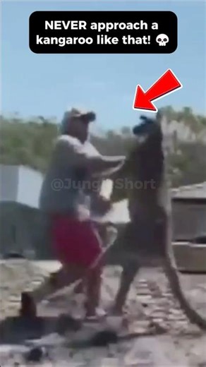 🦘 Kangaroo Kicks That Can Break Bones 😱💥