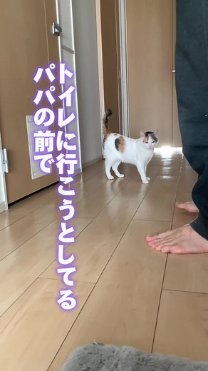 勢いよく倒れるからドスって音が聞こえる🤣#倒れる猫 #邪魔する猫 #構ってもらいたくて仕方がない #猫のいる生活 #catsoftiktok #catlover