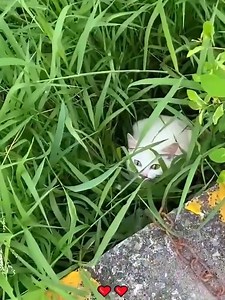 Rescue mother cat #rescue #rescuecat #rescuekitten #cat #catsoftiktok #kitten #kittensoftiktok #PetsOfTikTok #animals #animalsoftiktok #animalrescue #rescueanimals | Masokapowerproducts