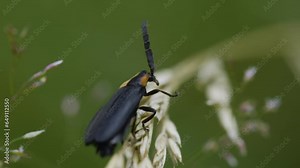 Black Firefly insect. Backside view while creeping along dried grass against a green background. Macro. Slow motion. Clip A. Stock Video
