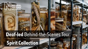 Did you know we offer British Sign Language deaf-led tours of the Museum's spirit collection? Go behind the scenes where you'll see the tank room, which is filled to the brim with animal specimens preserved in alcohol. Book your tickets now for tours on 9 April and 14 May at 11:00 and 14:00 👉 https://nhmlondon.org/deaf-led-spirit-tours | Natural History Museum, London