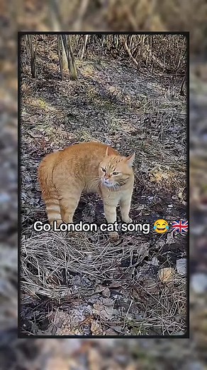 Go London Cat Song: Funny Cat Singing Video