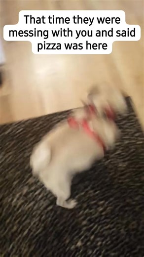 2.6K views · 169 reactions | When thought pizza was delivered. #pizza #puglife | The Pugs | Facebook