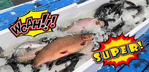 TODAY'S SUPER TROUT STOCKING PREVIEW AT SANTA ANA RIVER LAKES | Fishinglakesdotcom