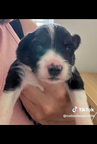 2 weeks old, eyes starting to open #puppy #puppies #bordercollie #2weeksold #babies #dogs #sheepdogs #sheepdog #workingsheepdog #growing