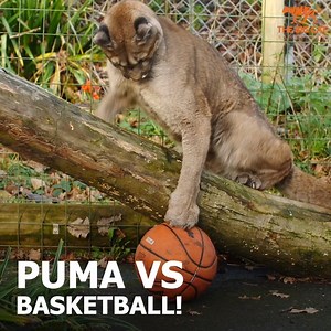 283K views · 3.2K reactions |  No one can come between our puma Yazhi and her new basketball! This is Yazhi's favourite toy! How adorable is she?  Enrichment is a vital part of the day-to-day care that our cats receive. We like to provide something that will get our cats up and moving and we've found the perfect enrichment for Yazhi with a basketball. We'll give this to her every so often for a good workout  #basketball #puma #enrichment | The Big Cat Sanctuary | Facebook