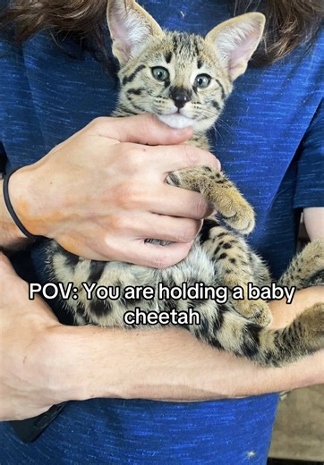 Caring for a Full Grown F6 Savannah Cat