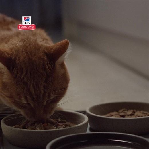 Aliméntalo con Hill’s Science Diet y nuestra exclusiva mezcla de antioxidantes clínicamente probada. LA CIENCIA LO HACE POR TI. | Hill's Pet Perú