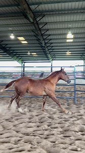 14K views · 89 reactions | These @kingranchquarterhorses weanling foals embody the legacy of excellence, combining impeccable lineage with outstanding conformation and temperament. Showing at the Return to Remuda Sale today in Guthrie, TX at the 6666 Ranch. | King Ranch Saddle Shop | Facebook