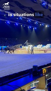 I just got back from the most incredible trip to Spain! 🤩 I was invited to attend SICAB, an absolutely huge celebration of the PRE (Pura Raza Española) breed, and wow… what an experience. Horses are truly amazing creatures, and I feel so grateful to have them in my life. Here are some of my biggest takeaways from this unforgettable trip: ✨ The versatility of the PRE SICAB had everything. Dressage, exhibitions, halter classes, working equitation, jumping, and even carriage driving. The PRE reall