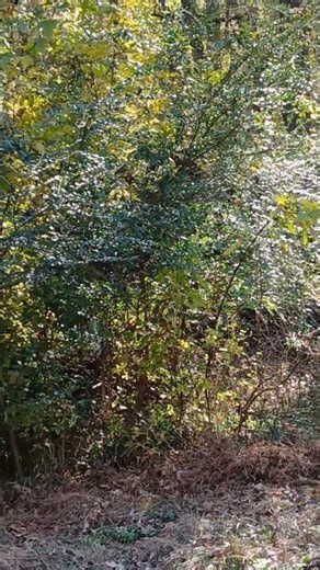 Three Birds-a-Calling Hermit Thrush Chickadee White-throated Sparrow!