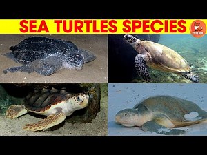 🐢 Kids Learning Video: Different Types of Sea Turtles with Names & Pictures 📚#kids #animals #turtle