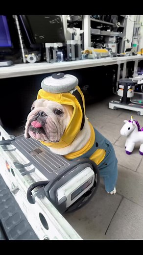 Bulldog Space Adventure Minion Style