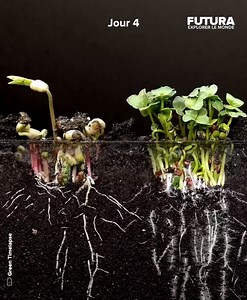 [🌍] Laissez-vous hypnotiser par la nature avec cette vidéo accélérée sur 4 types de graines qui poussent et s'enracinent à leur rythme et au fil du temps ! En ces temps troublés, Károly Gödér offre un peu de poésie au monde. Cet Hongrois de 46 ans a d'ores et déjà publié 39 magnifiques time-lapses sur sa chaîne Green TimeLapse. | Futura - Inspirons l'avenir