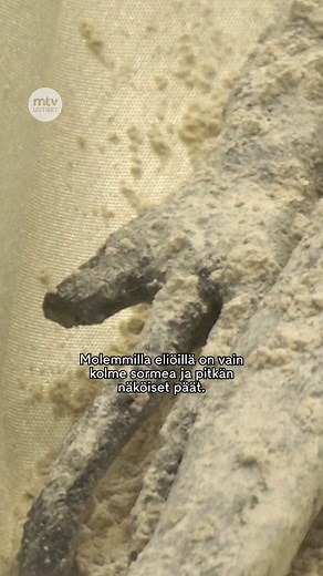 🤯 Onko tässä alienin ruumis? Meksikon historian ensimmäisessä julkisessa kongressiin kuulemisessa tuotiin esiin alieneiksi väitettyjen eliöiden jäännöksiä. 👉 Mitä muuta tilaisuudessa sanottiin? Katso lisää osoitteessa mtvuutiset.fi. #alien #ufo #meksiko #mitäihmettä #ihmisjäännös #mtvuutiset | Maikkari