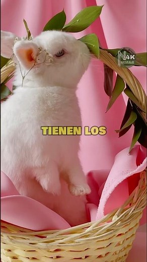 ¿Por qué Los CONEJOS tienen los Ojos Rojos? #curiosidades #conejos #rabits