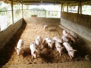 Consider IMO No Smell Piggery House -Dr. ISA LUIGARE