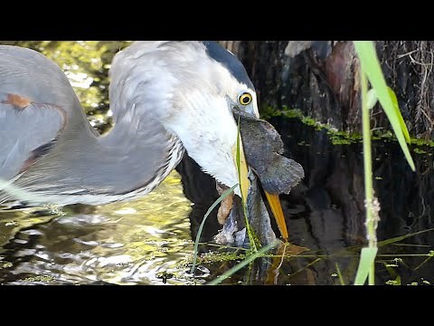Heron Hunting Successes and Failures
