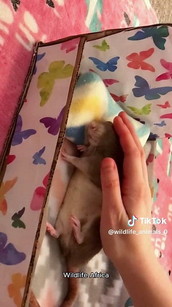 TT CuteClub on TikTok