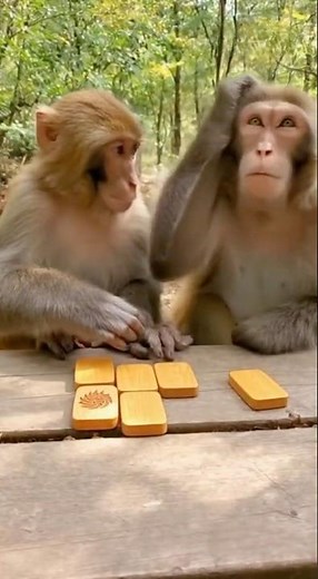Monkey Memory Game Chaos: Cheater Gets Caught Instantly! #short #animals #monkey