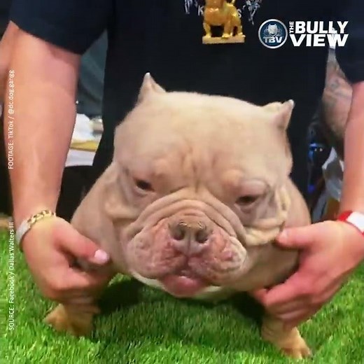 Deformed Micro Exotic Bully Dog Goes Viral at West Coast Bully Expo 6