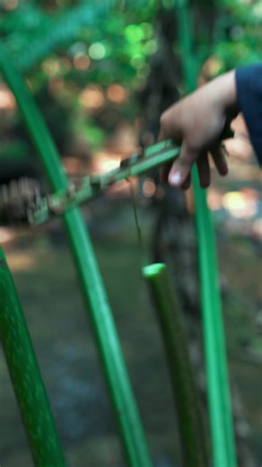 Rau dớn khổng lồ món ngon Việt Nam