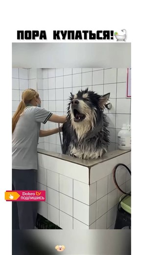 DOBRO TV on Instagram: "📌Shower time😊🐕‍🦺"