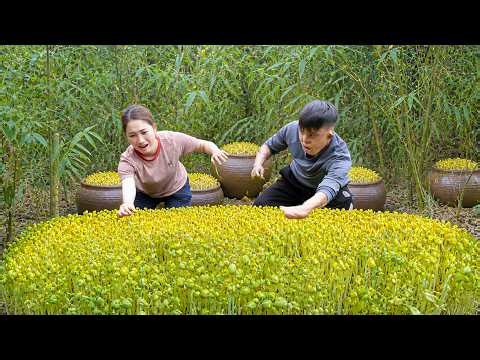 The bean sprout life cycle: Harvesting Fresh Bean Sprouts, Traditional Method from Seed to Harvest