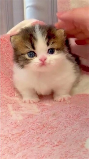 Cutest Kitten Ever 😍🐱 | This Baby Cat Will Melt Your Heart ❤️ #Shorts