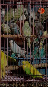 Whether legal or illegal, wildlife trade can pave the way for dangerous diseases to jump between animals and humans, disrupt ecosystems, and introduce invasive species with lasting impacts. These risks are amplified by climate change, deforestation, and global trade. Reducing them isn’t just possible, it’s necessary. We need to rethink how we trade, move, and manage wildlife to protect ecosystems and stop the next spillover. Take a look at our guidelines for addressing diseease risk in wildlife 