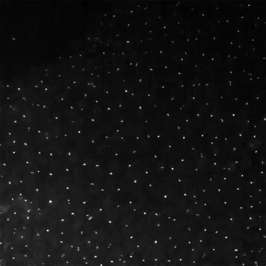 Our Cell Line of the Week is centrin 2 - illuminating the centrosome! 🧫 Our human induced pluripotent stem cell lines and plasmids – fluorescently-tagged to illuminate structures – are openly available to accelerate discovery. 📦 Distributed by Coriell Institute for Medical Research and Addgene. #OpenScience #CellBiology #CellLineOfTheWeek | Allen Institute