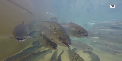 Using environmental DNA to monitor The Gulf of Maine