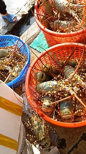 Order Tôm Hùm Dũng Hiền on Reels | Facebook