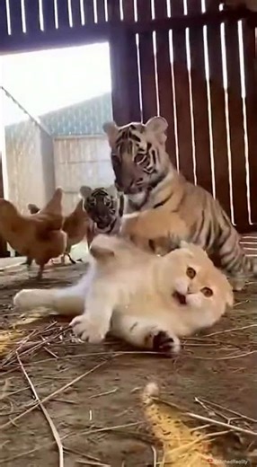 Cat vs. Tiger Cubs in a Hay Barn — Adorable Wild Encounter #Shorts 🐱🐯✨