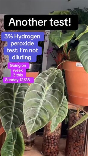 The Rooted Plant Shop on Instagram: "3% hydrogen peroxide straight is looking ok! Let me know in the comments if you do this! I have 3 other Alocasias in only water at home…all doing great with straigh hydrogen peroxide flush. 🙌🏻I’ll bring them to the shop to show you. #livehighlights #tiktoklive #plants #fyp #foryoupage"
