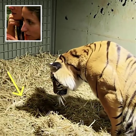 2.1K views | Mother Tiger Gives Birth to Cub Without Signs of Life — What She Does Next Is Heartbreaking (check in the first comment) | Animal Network | Facebook