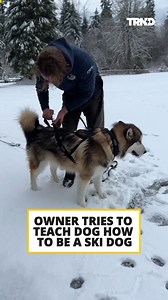 3.3K views · 11 reactions | Sled Dog Training, this Husky gives it his best go. | TRND | Facebook