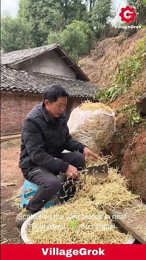 Planting Chinese Yam: A Traditional Farming Technique