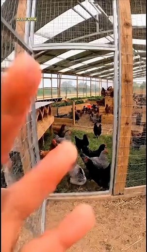 Modern Farm-Style Semi Free Range Setup 🐔🏞️ #chicken #freerangechickens #farming #shorts #feedshorts