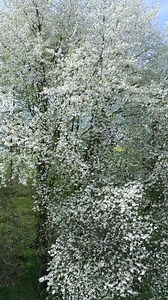 The blooming trees with white flowers in spring