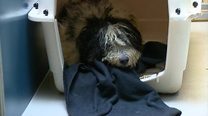 Doodles dumped near Ferndale don't know how to act like normal dogs, humane society says