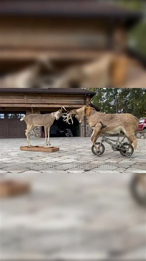 #1 Hunting Page on Instagram: "Puppet buck fight master. Two full body buck mounts positioned in a fighting position to lure in the dominant buck.Full video on Viral Outdoors YouTube @mattbusbice"