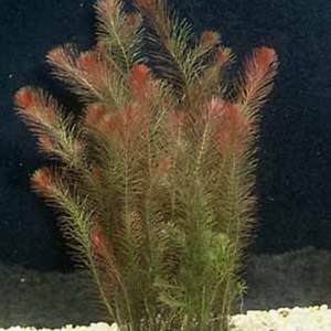 Rotala Wallichii for sale by Wattley Discus