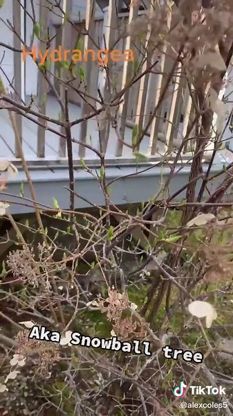 Pruning a hydrangea ! Aka snowball bush #hydrangea#lawn#plants#plantcare#gardens. 🌸🌹